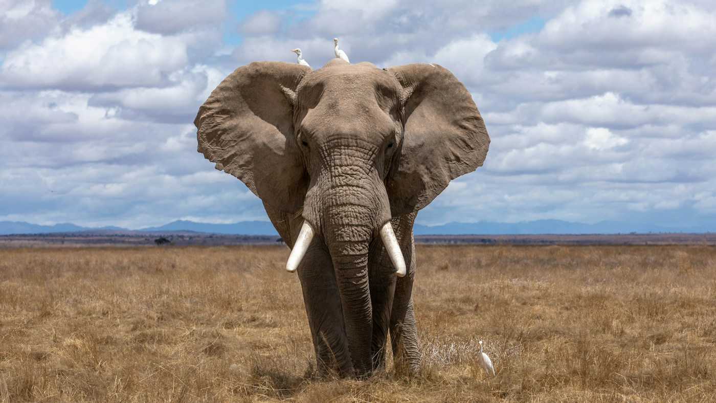 African Wildlife Safari Reserve Elegance